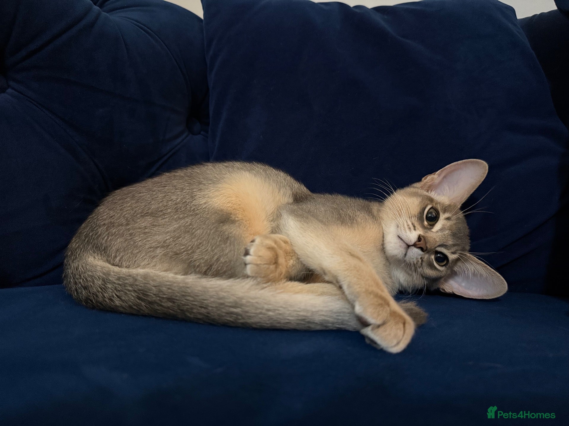 Abyssinian cats 🐾 Two Gorgeous Abyssinian Kittens 🐈‍⬛ - Advert 4
