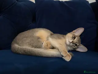 Abyssinian cats 🐾 Two Gorgeous Abyssinian Kittens 🐈⬛ - Advert 4