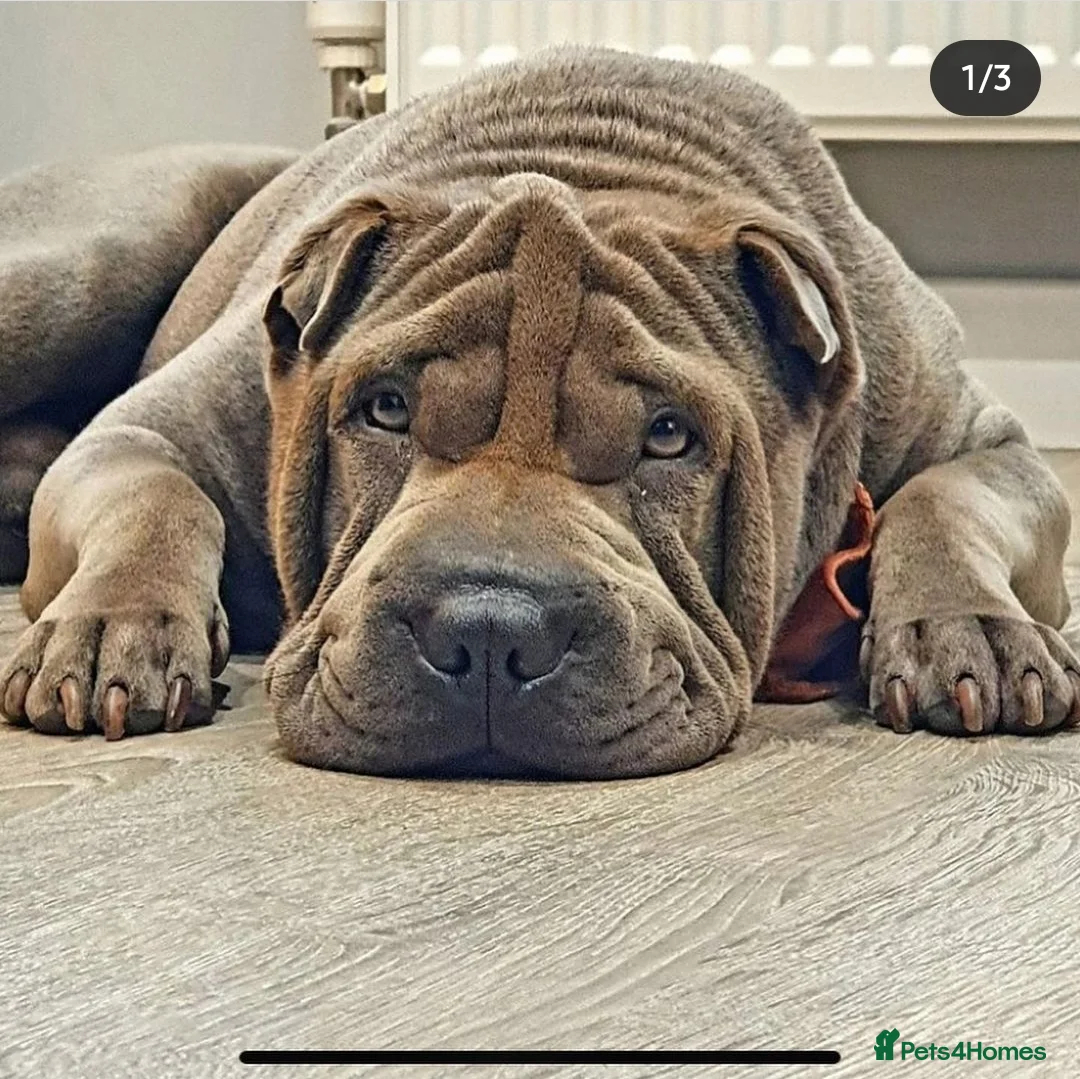 Shar Pei dogs for stud: Gus- Beautiful blue horse coat for stud in Billericay - Advert 5