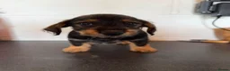 Mixed Breed dogs for sale: Pick her up now  in Romsey - Advert 6