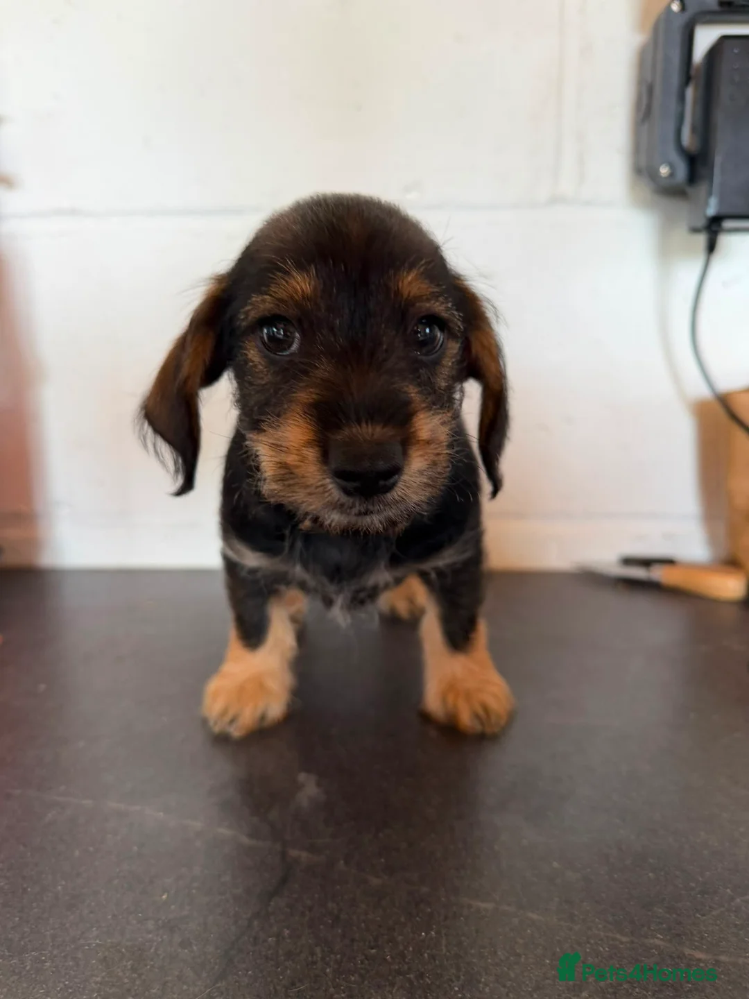 Mixed Breed dogs for sale: Pick her up now  in Romsey - Advert 6