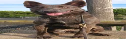 Belgian Shepherd Dog dogs for adoption: THEIA - Malinois - Advert 1