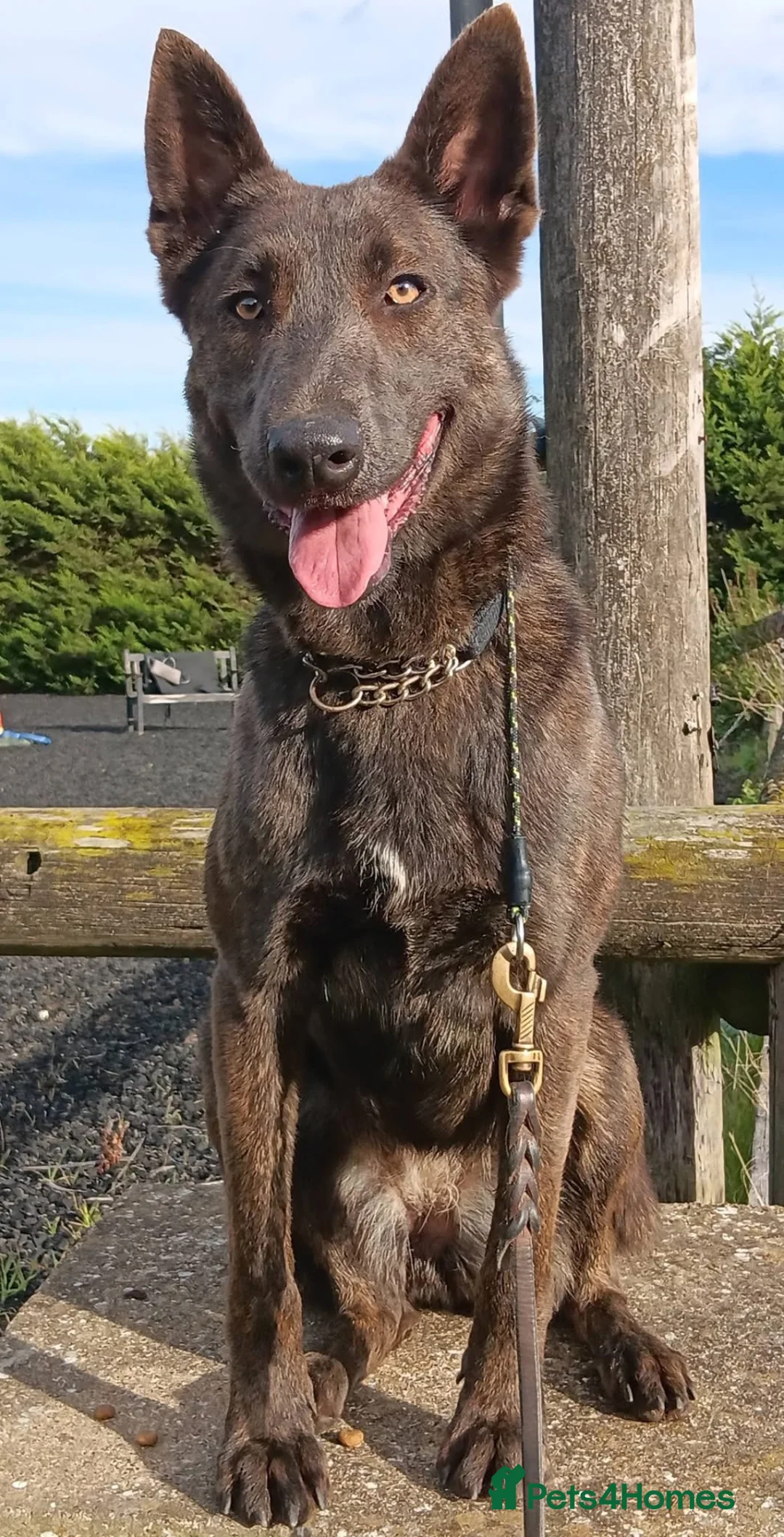 Belgian Shepherd Dog dogs for adoption: THEIA - Malinois - Advert 1
