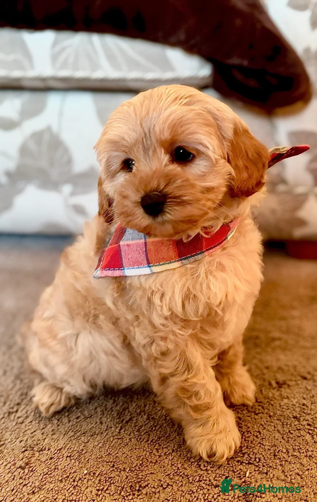 Cavapoo dogs for sale: F1b Cavapoo litter due - Advert 2