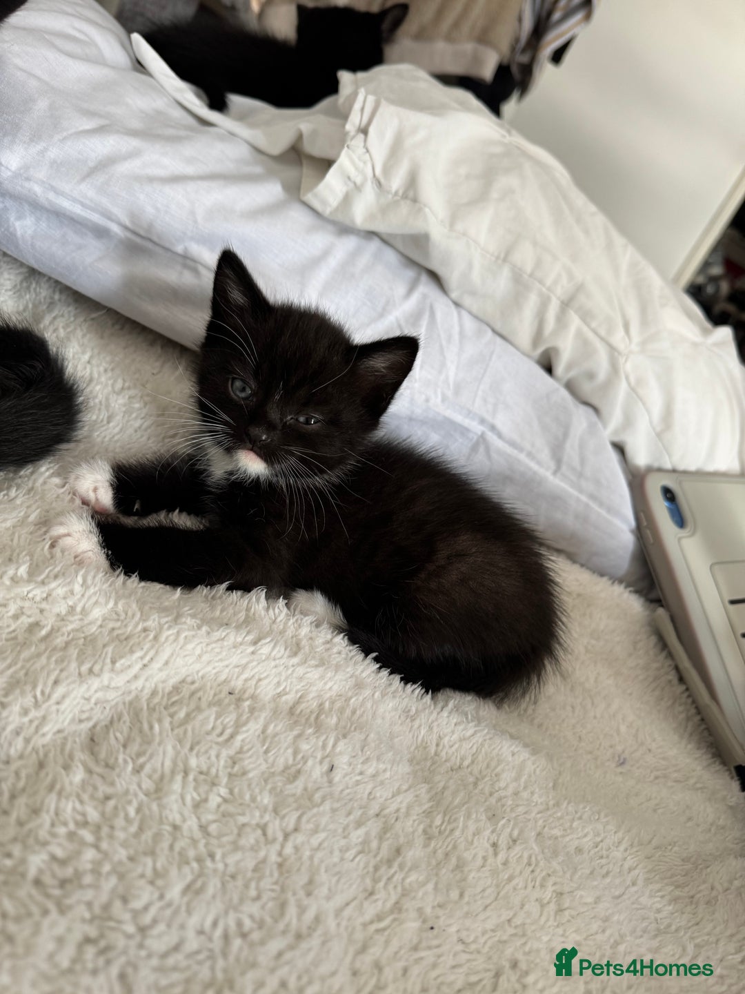 Domestic Shorthair cats for sale: Kittens  - Image 8