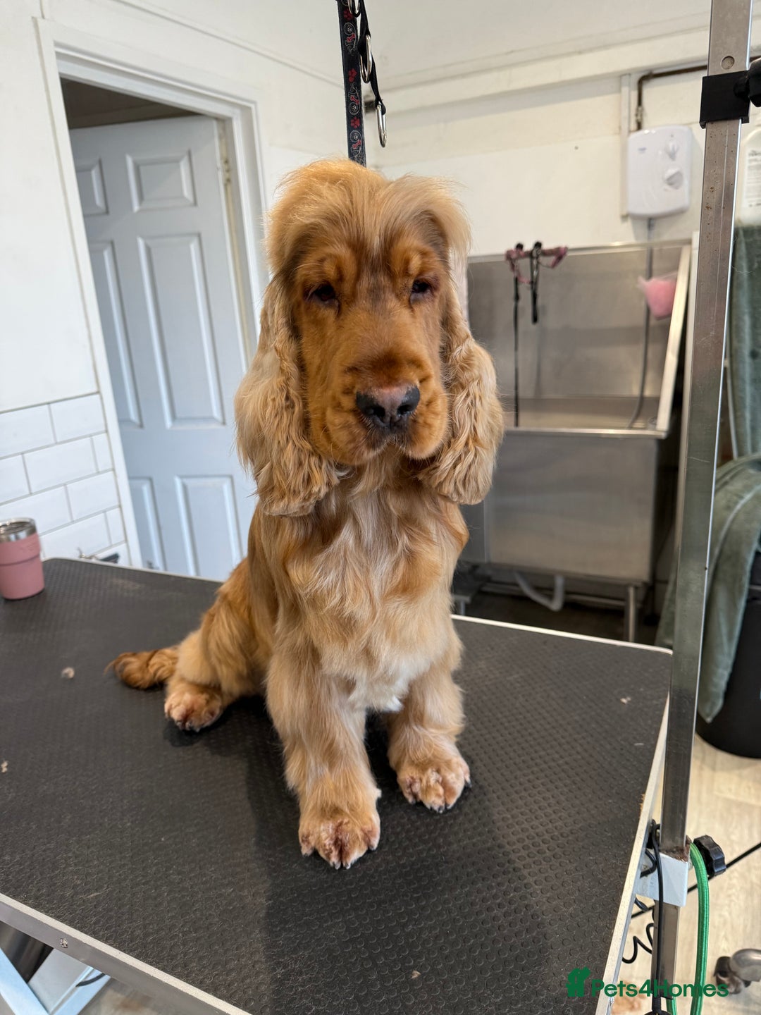Cocker Spaniel dogs for sale: Beautiful golden girl  - Advert 6