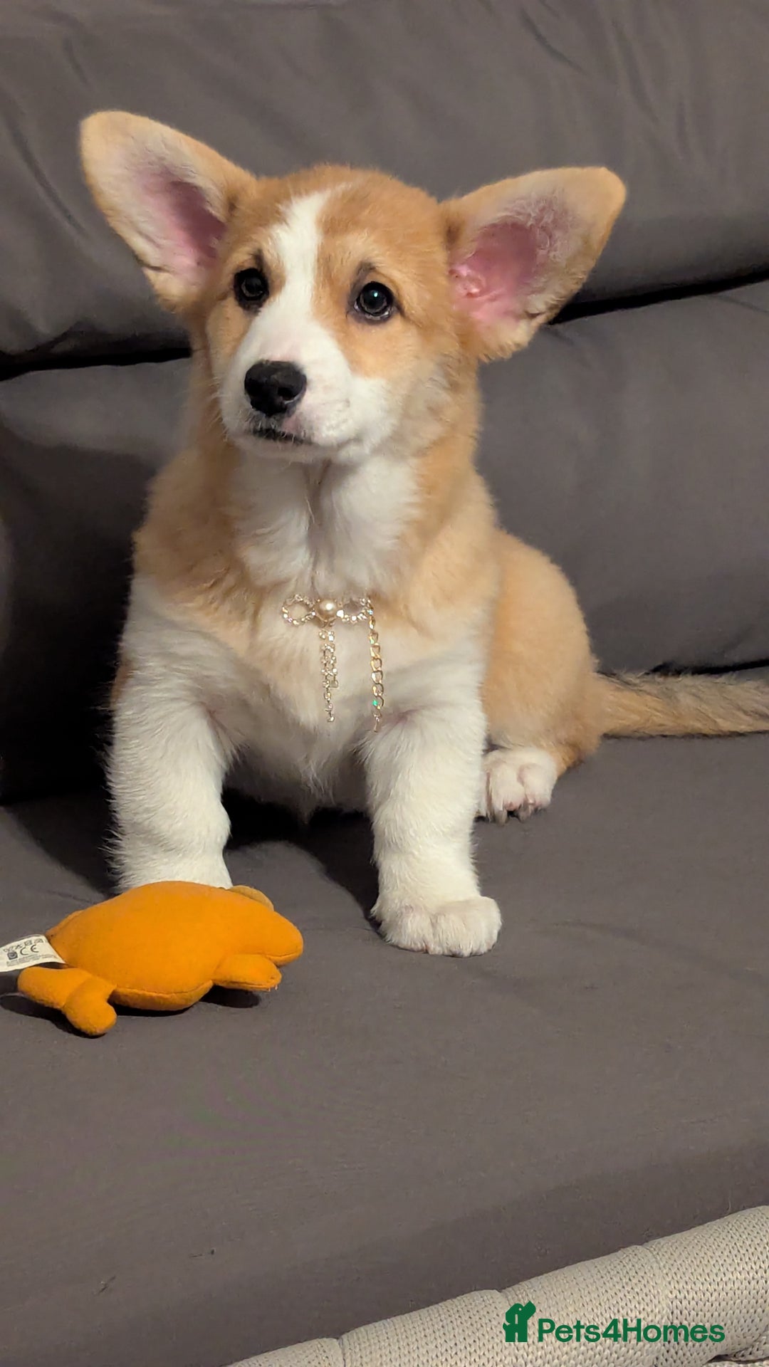 Welsh Corgi Pembroke dogs for sale: Champion line corgi puppies health tested parents  - Advert 1