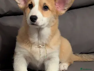 Welsh Corgi Pembroke dogs Champion line corgi puppies health tested parents - Advert 1