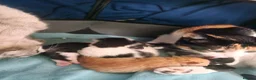 Mixed Breed cats for sale: 4 Adorable chunky kittens. - Advert 3