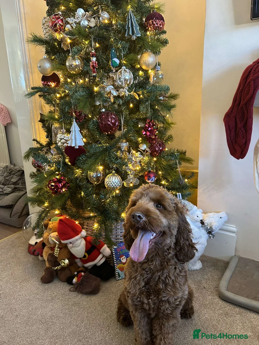 Cockapoo dogs for sale: Lunas - Cockapoo  - Advert 3
