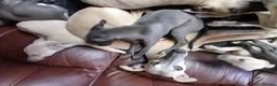 Whippet dogs for sale: High Quality Whippet pups Crufts - Advert 27