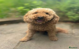 Mini Goldendoodle dogs for sale: Miniature Goldendoodle Puppies – Therapy Dog Mum - Image 10