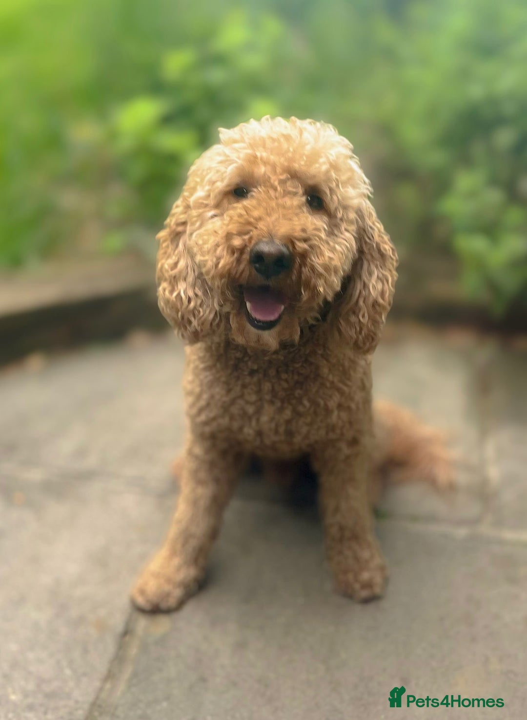 Mini Goldendoodle dogs for sale: Miniature Goldendoodle Puppies – Therapy Dog Mum - Image 10