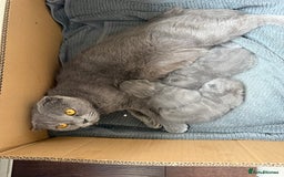 Scottish Fold cats for sale: Scottish fold - Image 15