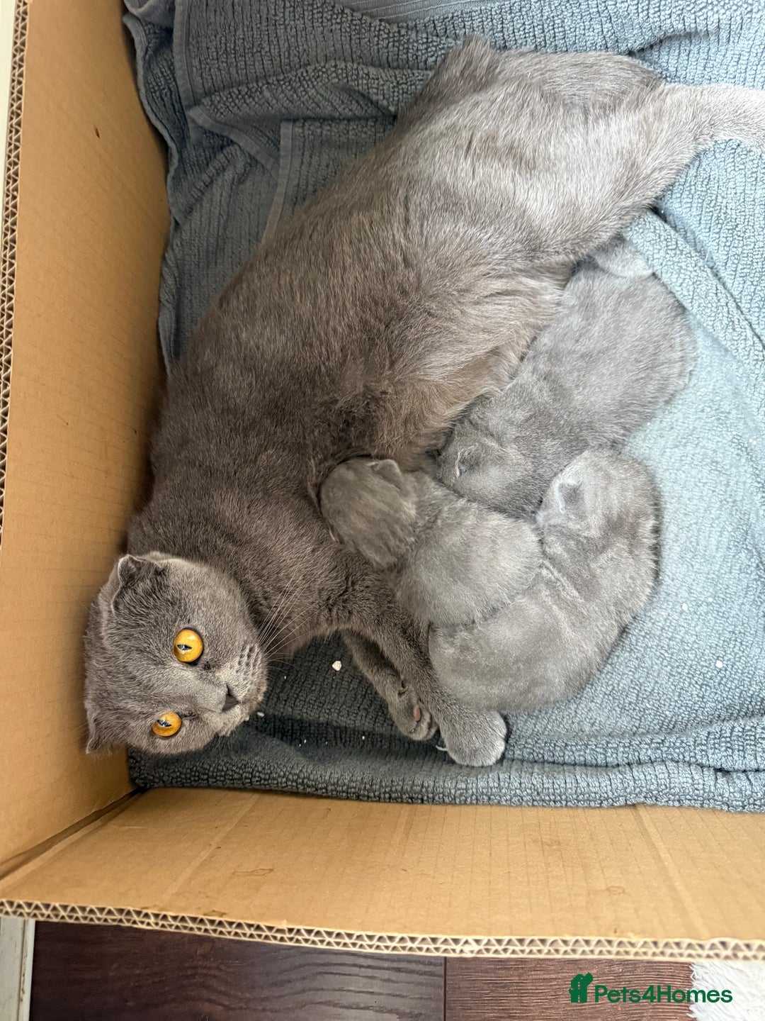 Scottish Fold cats for sale: Scottish fold - Image 15