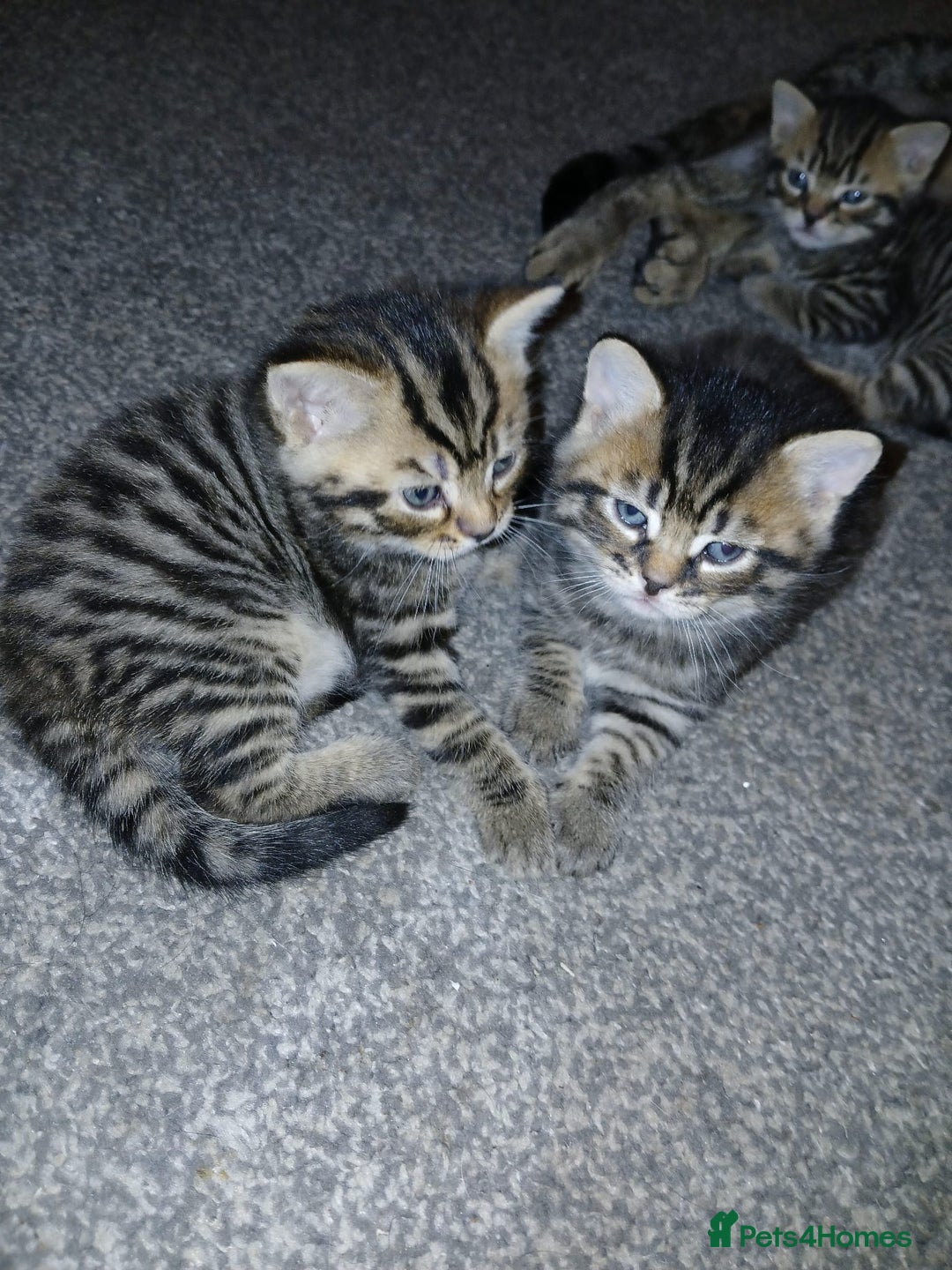 Mixed Breed cats for sale: 4 Beautiful Bears  - Advert 11