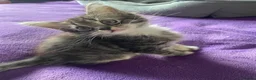 Maine Coon cats for sale: 4 Beautiful 3/4 Maine coon Kittens  - Advert 10