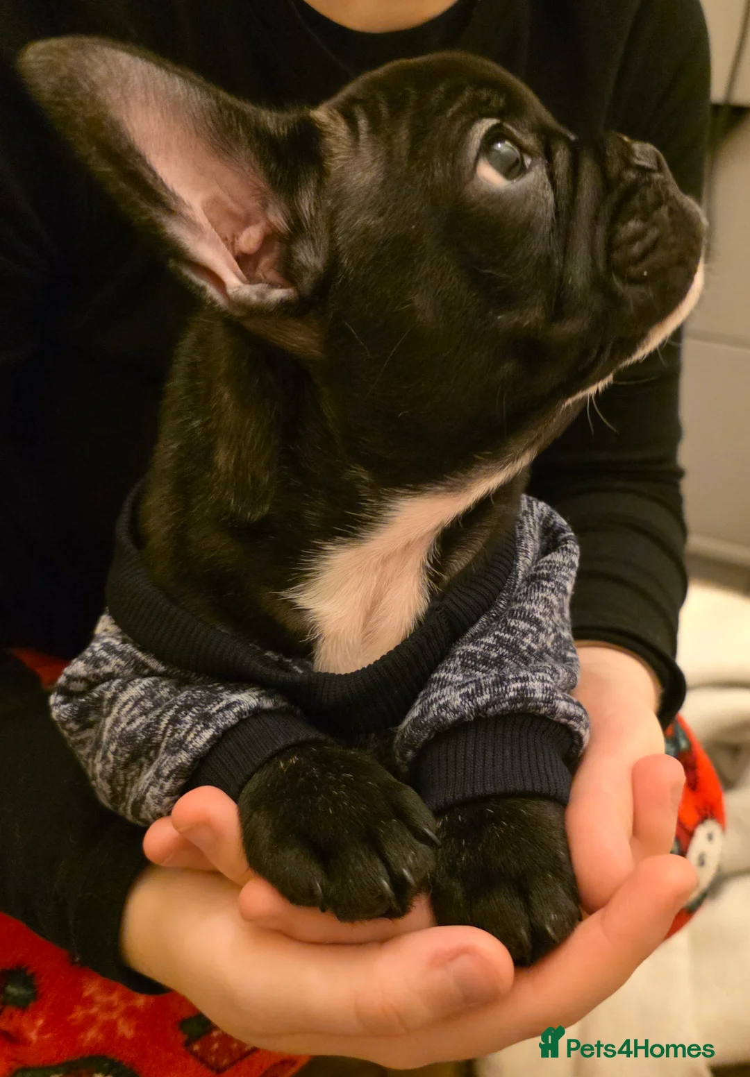 French Bulldog dogs for sale: Beautiful French bulldog  - Advert 26