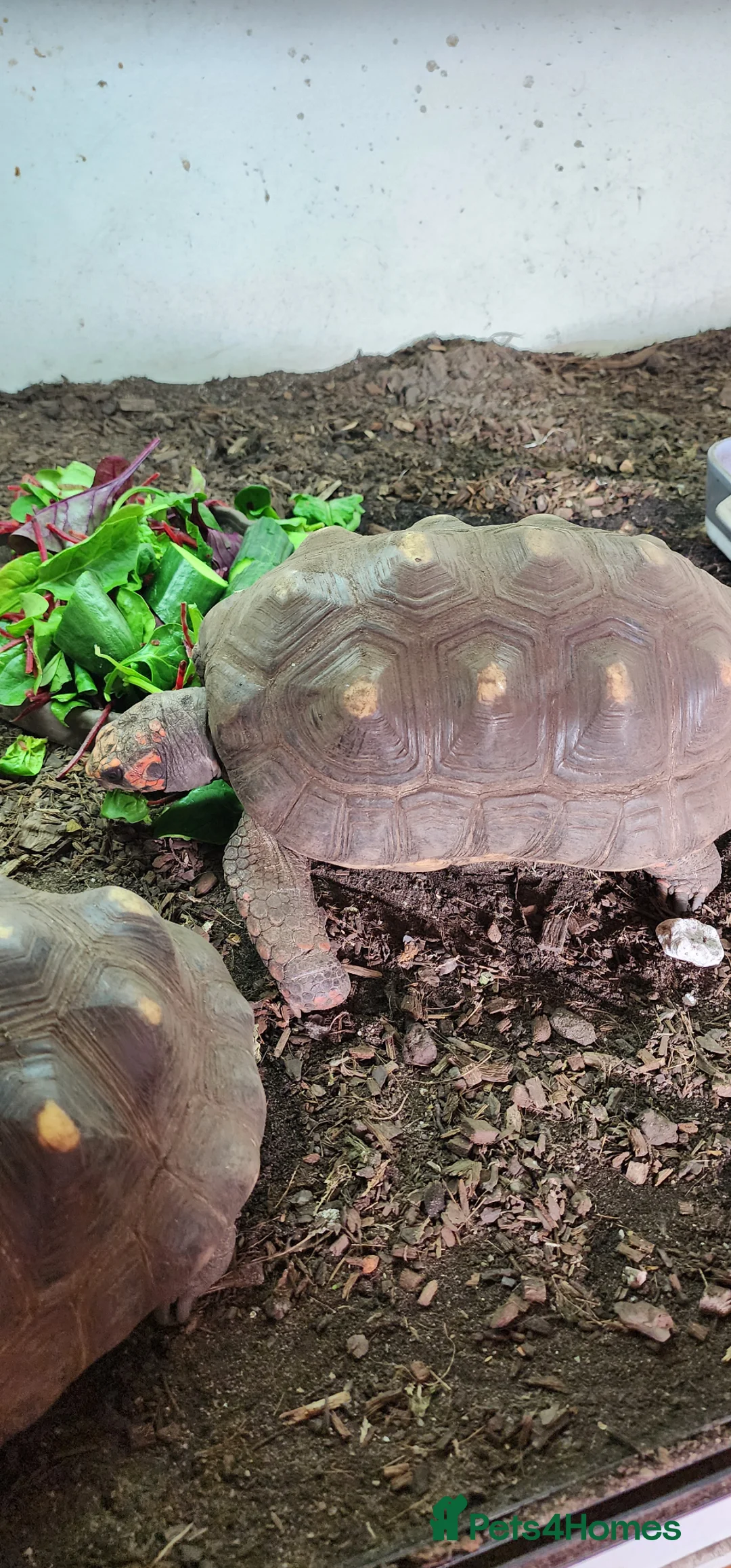 Tortoise reptiles for sale: Cherry head and red foot tortoise  - Advert 2