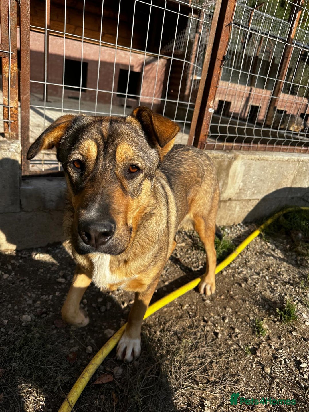 Mixed Breed dogs for adoption: Lizzie is looking for a dog sibling!  - Advert 5