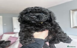 Cockapoo dogs for sale: 5 black cockapoos - Image 5