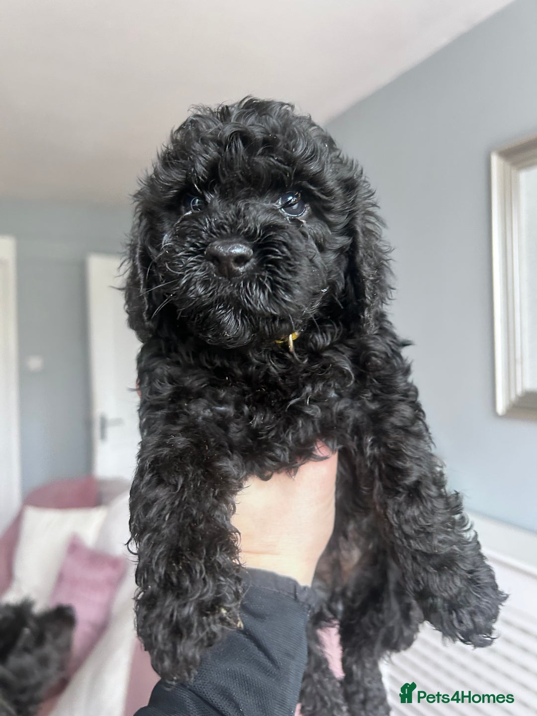 Cockapoo dogs for sale: 5 black cockapoos - Image 5