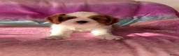 Cavalier King Charles Spaniel dogs for sale: Cavalier Puppies - Advert 2