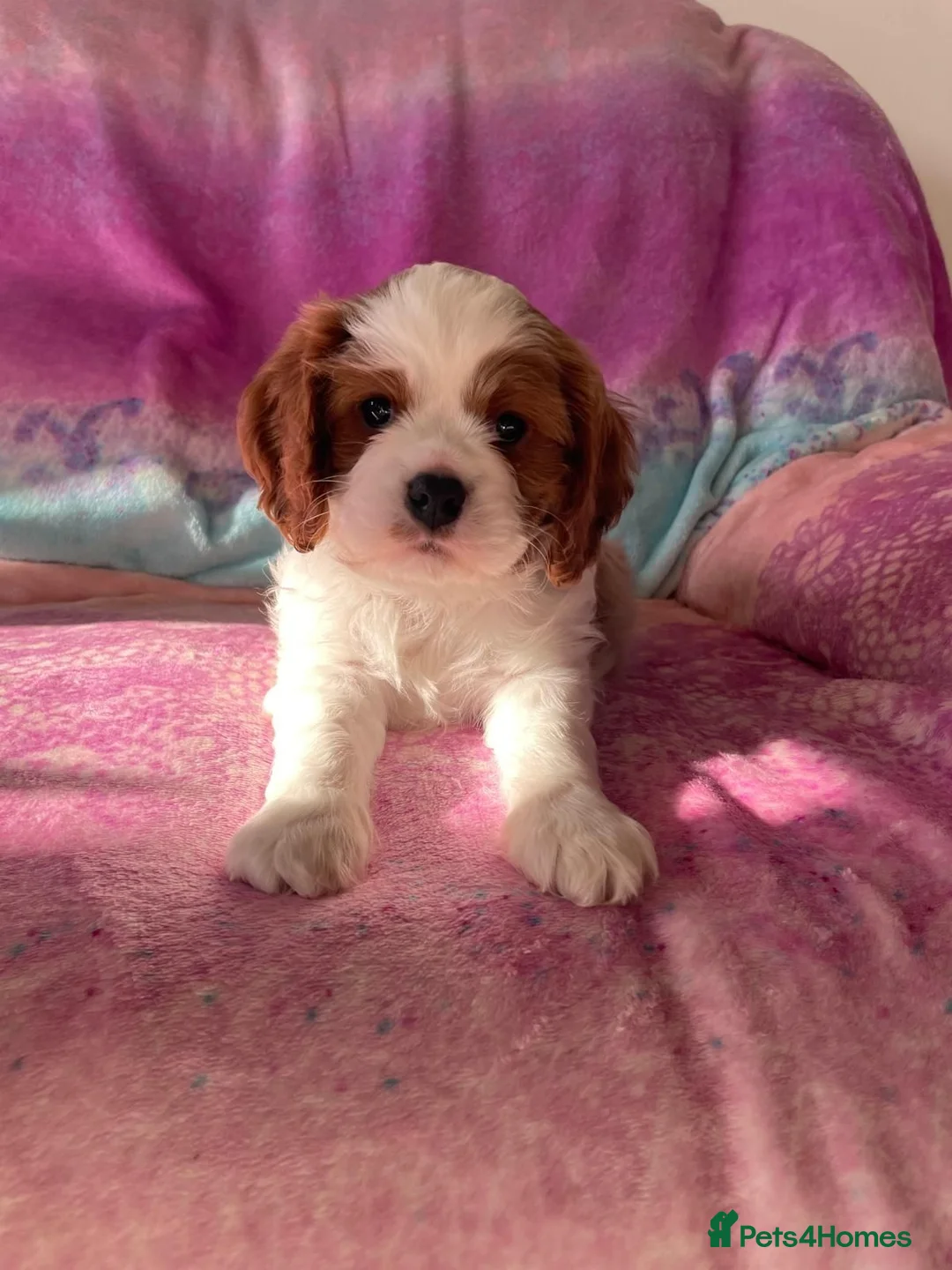 Cavalier King Charles Spaniel dogs for sale: Cavalier Puppies - Advert 2