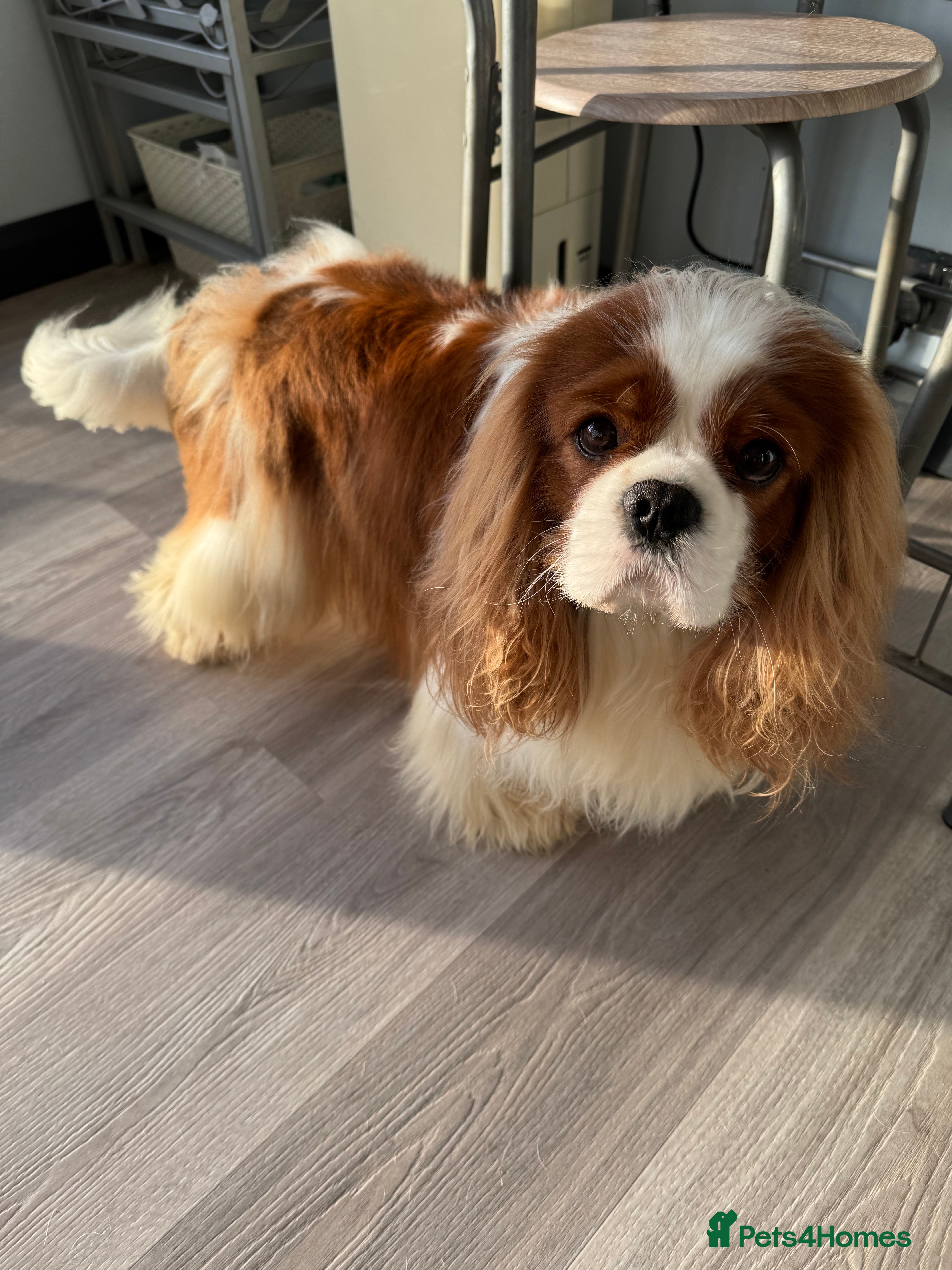Cavalier King Charles Spaniel dogs KC Cavalier King Charles for stud - Advert 15