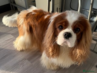 Cavalier King Charles Spaniel dogs KC Cavalier King Charles for stud - Advert 1