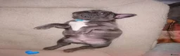 French Bulldog dogs for sale: French Bulldog puppies  - Advert 3