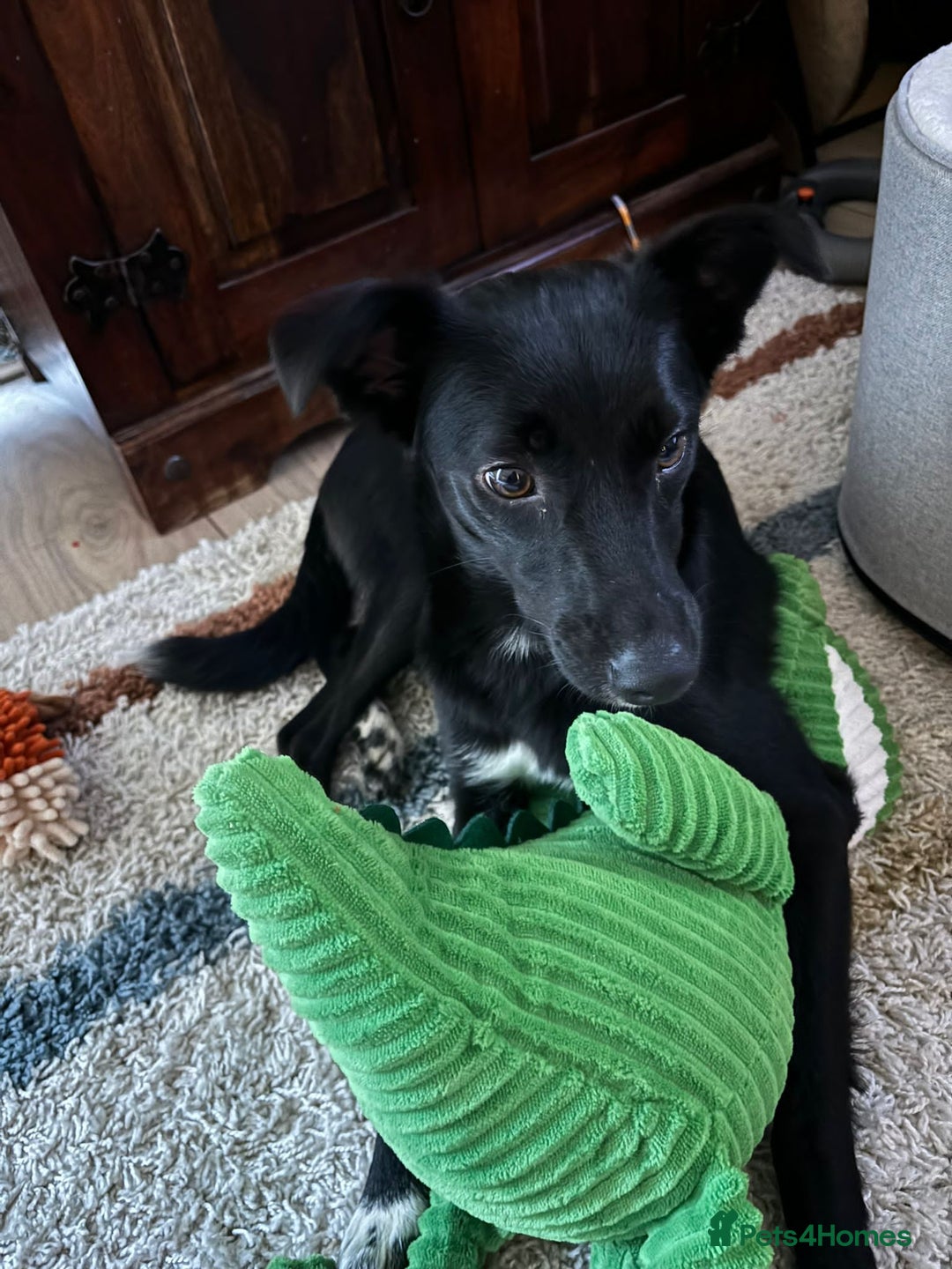 Mixed Breed dogs for adoption: 💙🐶 CORNISHON 🐶💙 - Image 13