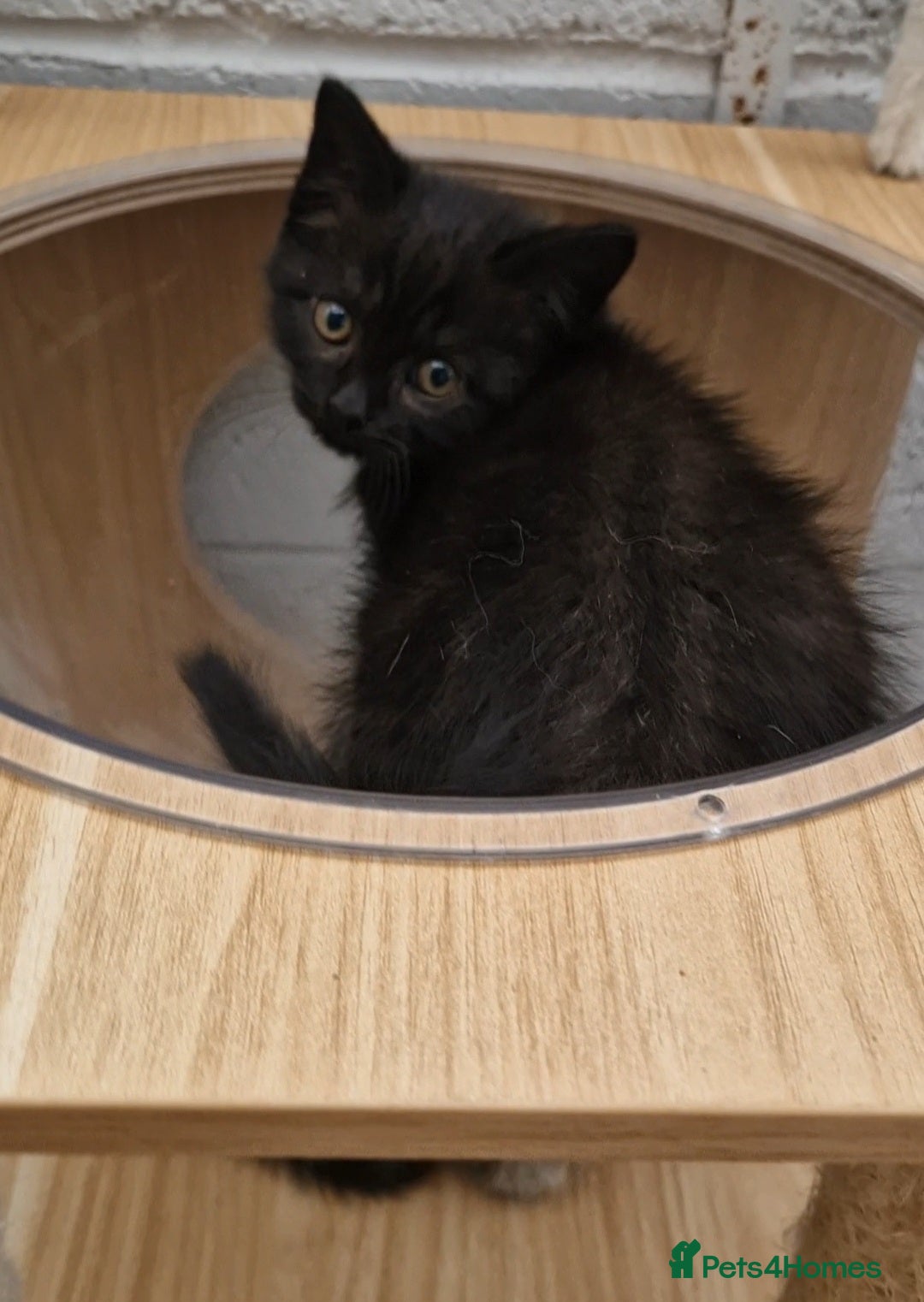 Mixed Breed cats for sale: 2 kittens half British Longhair  - Image 10