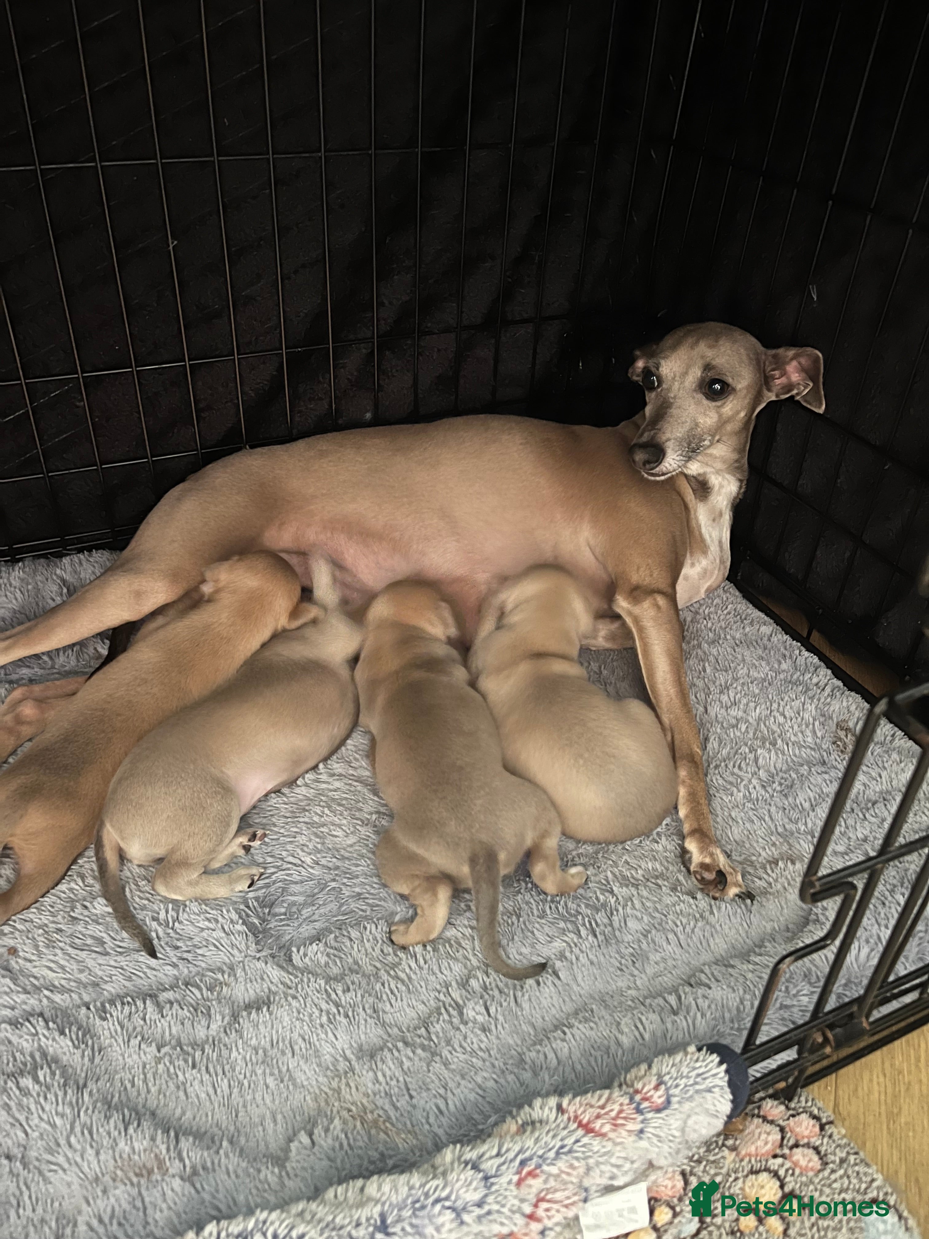 Italian Greyhound dogs Itatian greyhound  in Retford - Advert 10