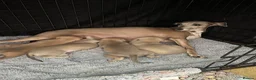 Italian Greyhound dogs for sale: Itatian greyhound  in Retford - Advert 1