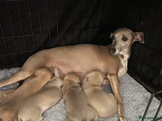 Italian Greyhound dogs Itatian greyhound in Retford - Advert 11