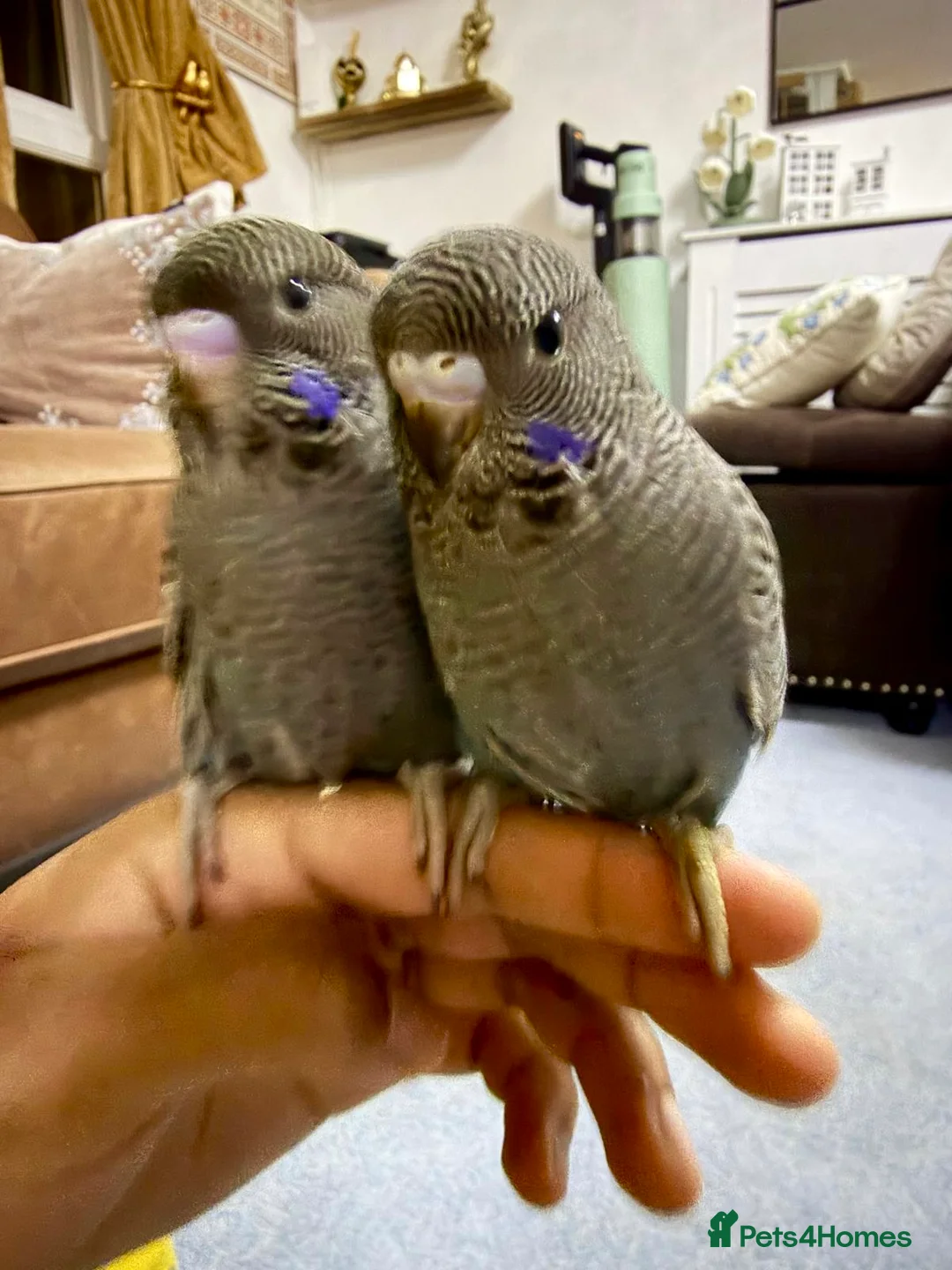 Budgerigars birds for sale: Beautiful bf split bw/helicopter babies available  - Advert 2
