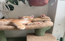 Mixed Breed cats for sale: 2 gorgeous tabby ginger boys  - Image 4