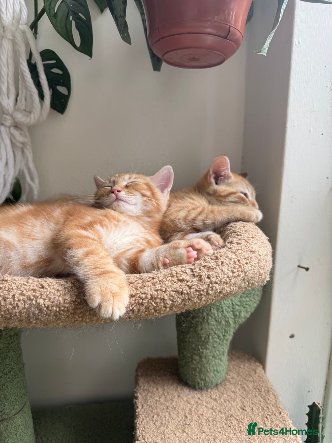 Mixed Breed cats for sale: 2 gorgeous tabby ginger boys  - Image 4