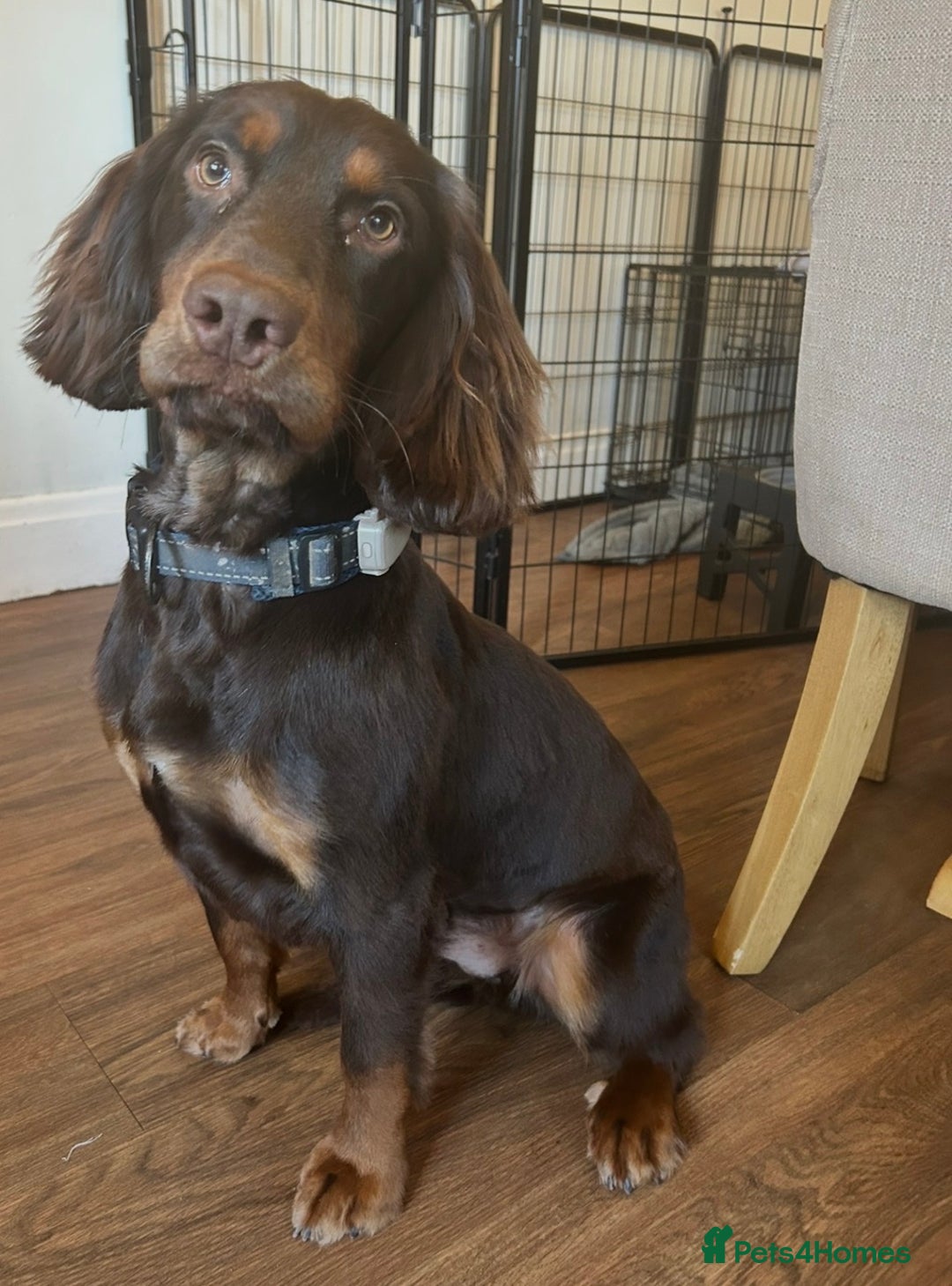 Cocker Spaniel dogs for sale: Working Cocker Spaniel  - Advert 1