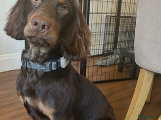 Cocker Spaniel dogs Working Cocker Spaniel - Advert 5