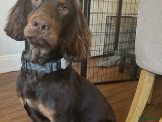 Cocker Spaniel dogs Working Cocker Spaniel - Advert 4