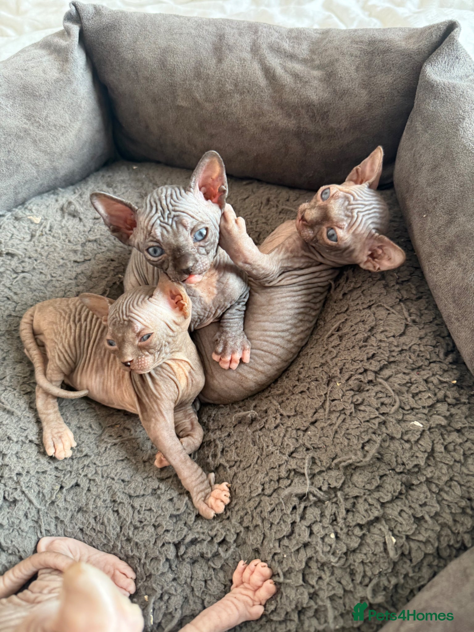 Sphynx cats 4 Sphynx kittens - Advert 1