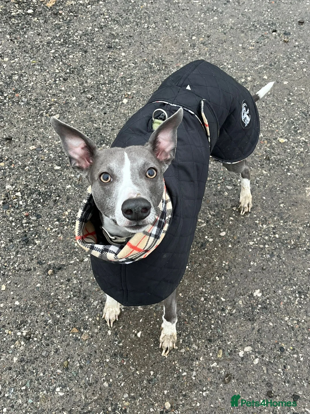 Whippet dogs for sale: 4 Year Old Blue Whippet in Chesterfield - Advert 1