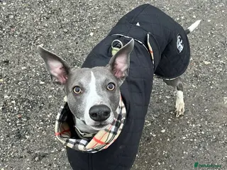 Whippet dogs 4 Year Old Blue Whippet in Chesterfield - Advert 1