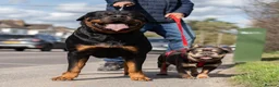 Rottweiler dogs for stud: Beautiful German Rottweiler stud  - Advert 10
