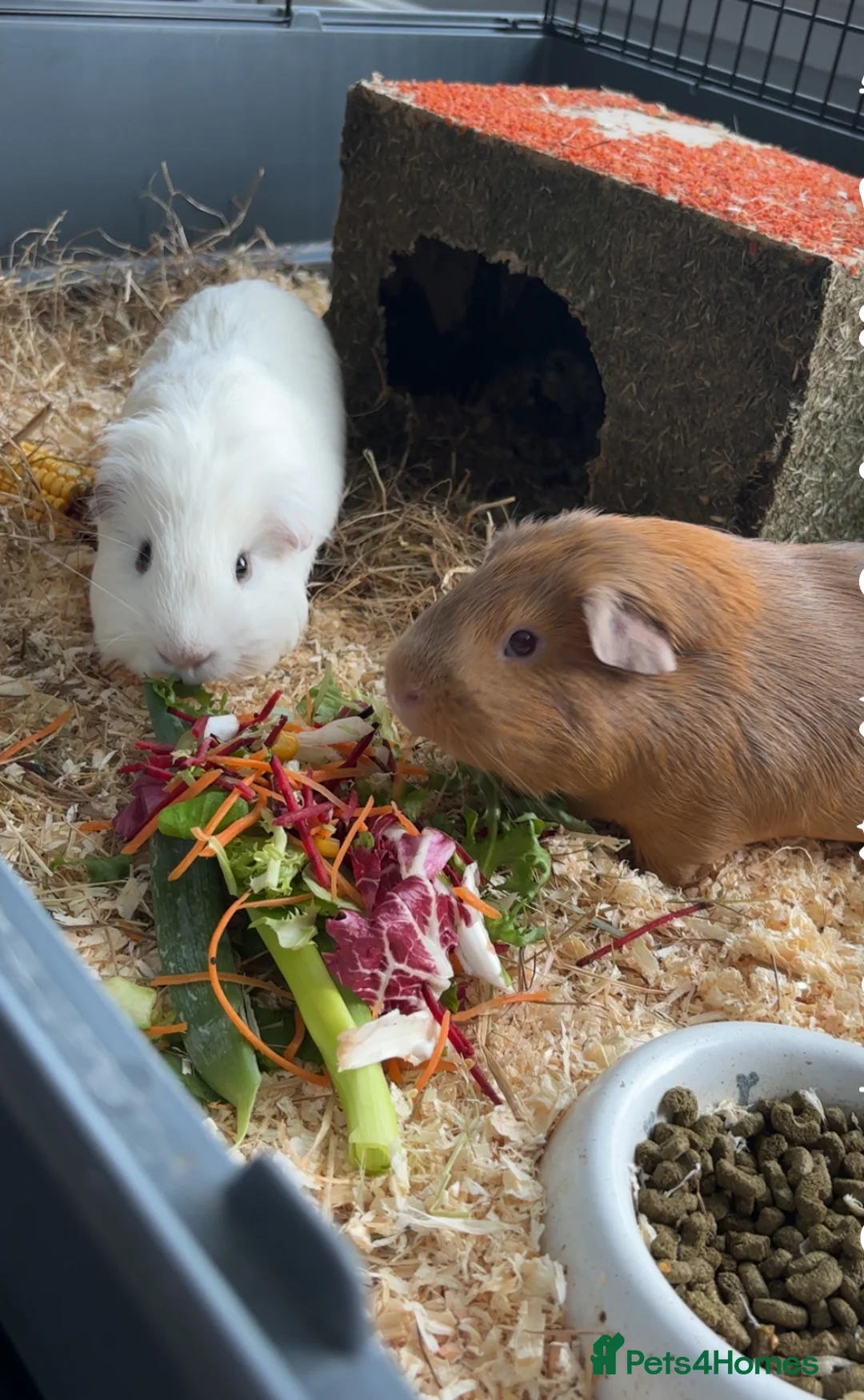 Guinea Pig rodents for sale: Guinea pigs male x2  - Advert 3