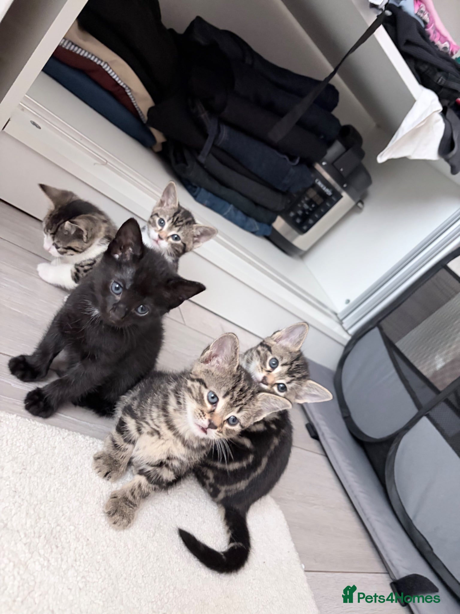 Mixed Breed cats for sale: Kittens  in Stowmarket - Advert 1