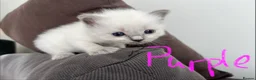 Ragdoll cats for sale: Pure ragdoll kittens sake London - Advert 22