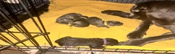 Cane Corso dogs for sale: Cane Corso puppies - Advert 14